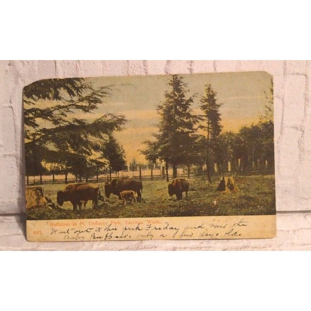 Postcard of Buffalo in Defiance Park Tacoma, Washington | Posted 1910